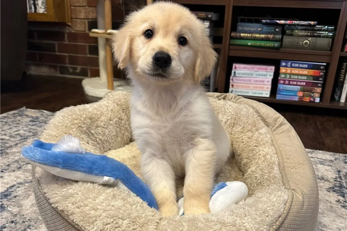 Golden Retriever yavrularımız var.