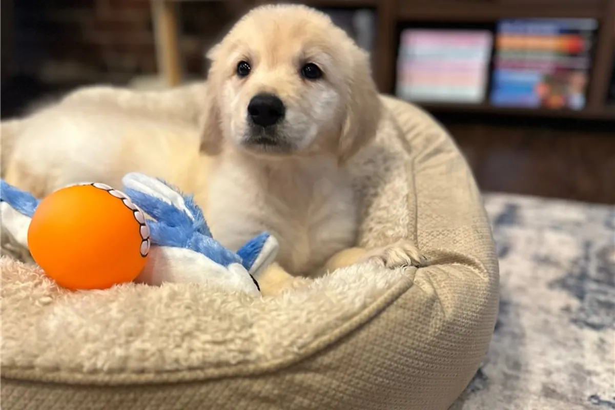 Golden Retriever yavrularımız var.