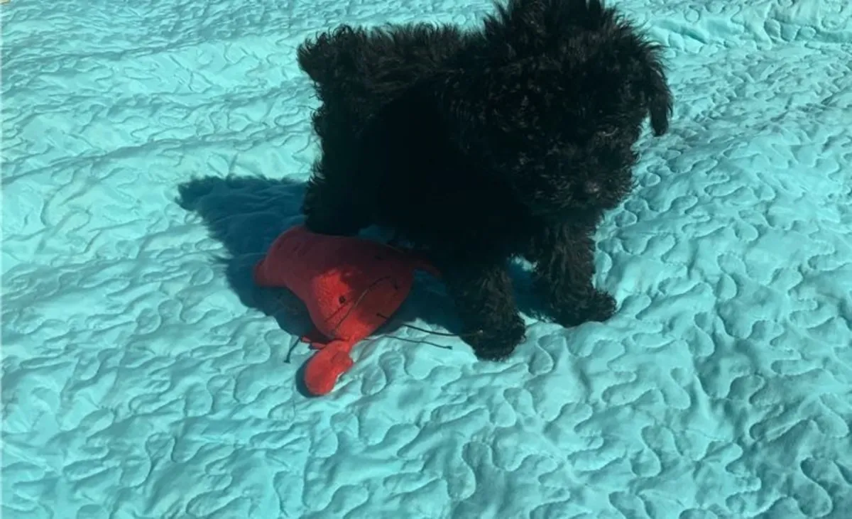 Cachorros de Caniche Toy -
