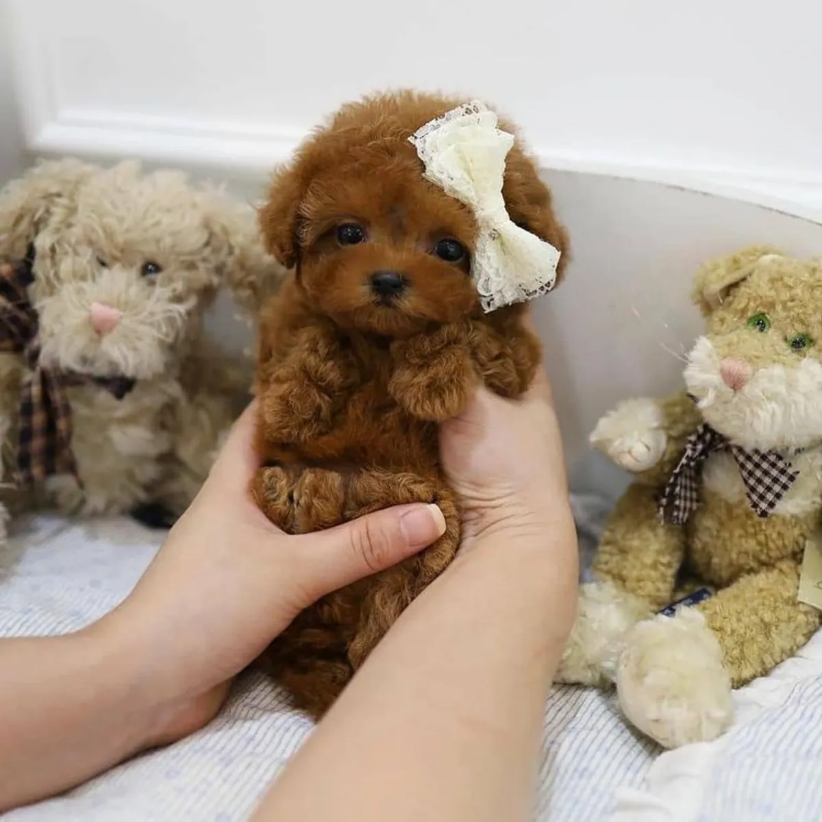 Cachorros de Caniche Toy -