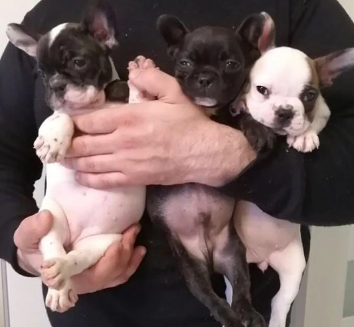  Mini Francés Bulldog Cachorros