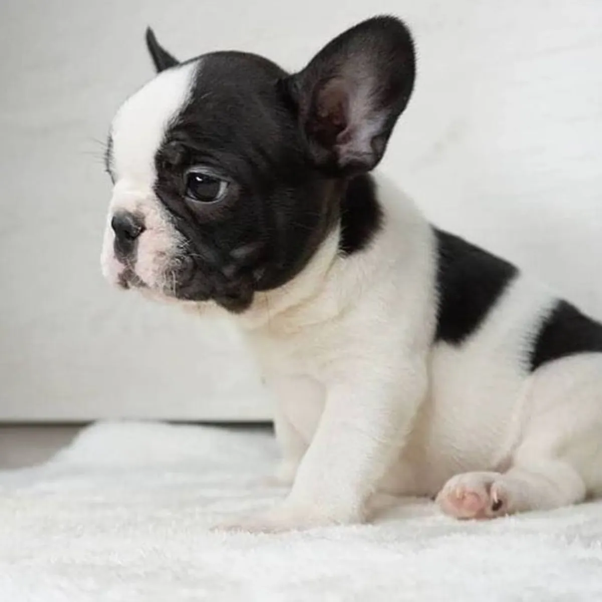  Mini Francés Bulldog Cachorros