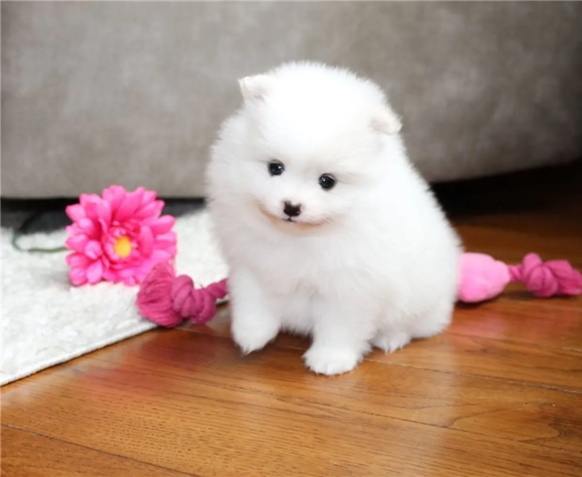 Cachorros Pomerania (Raza pura):