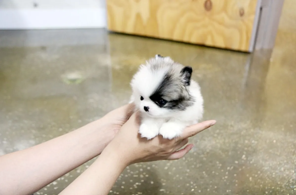 Cachorros Pomerania (Raza pura):