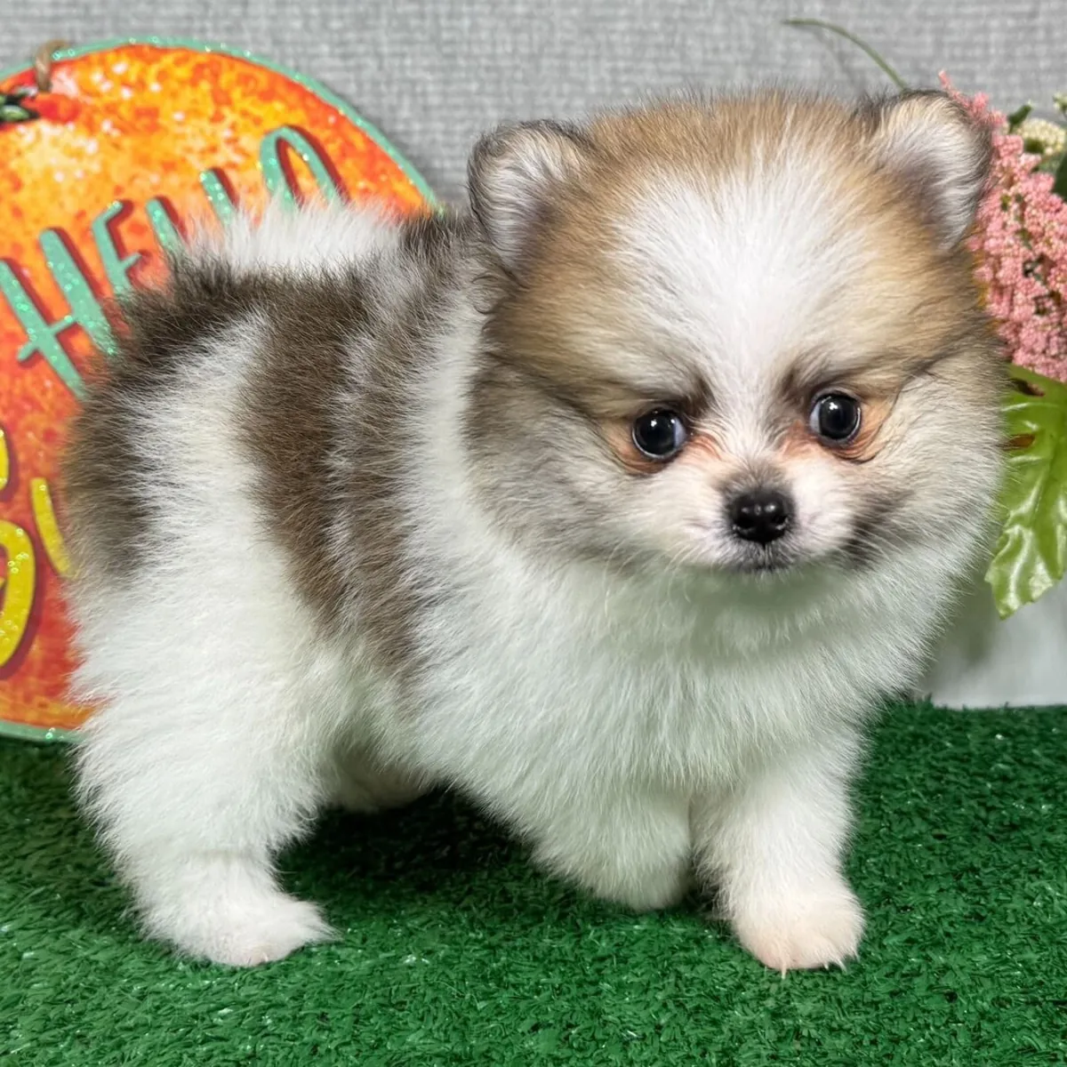 Cachorros Pomerania (Raza pura):