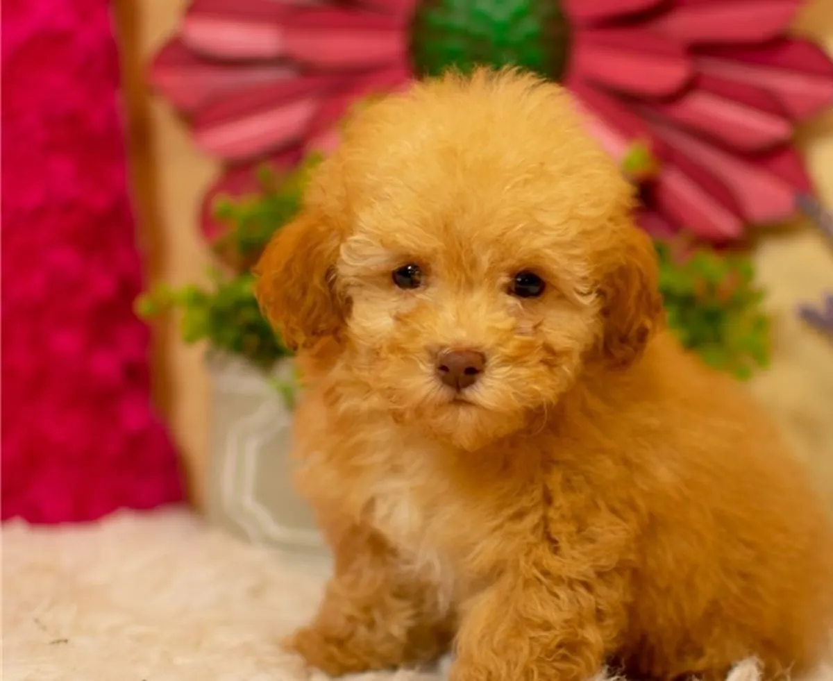 Hermosos cachorritos caniche toy WhatsApp