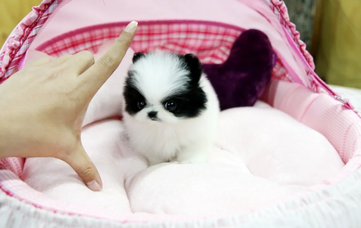 Adorables Cachorros de Pomerania Toy.