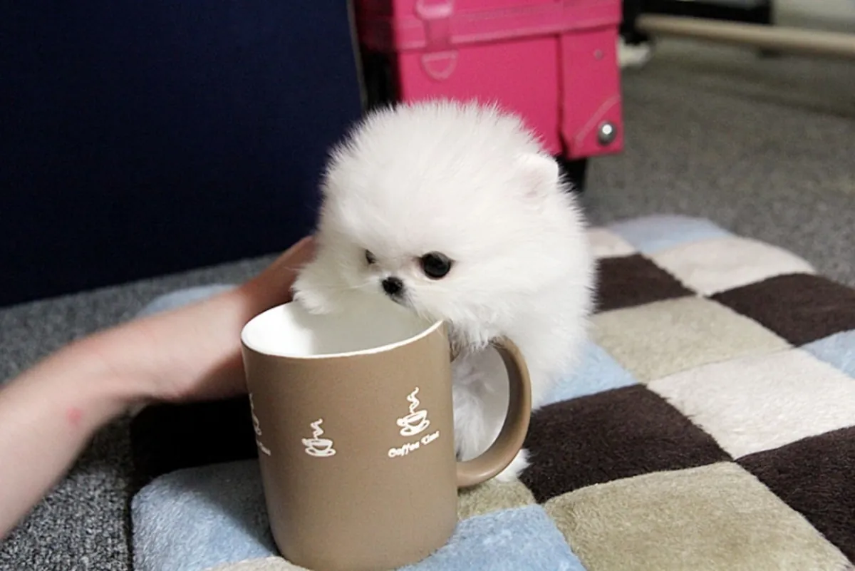 Adorables Cachorros de Pomerania Toy.