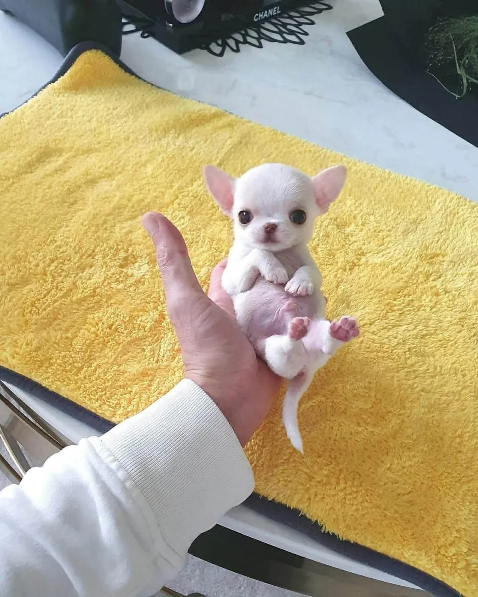 Preciosos cachorros de chihuahua en adopción