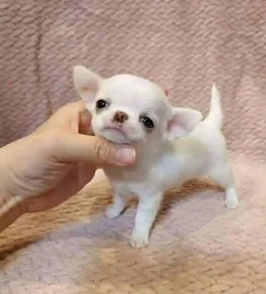 Preciosos cachorros de chihuahua en adopción