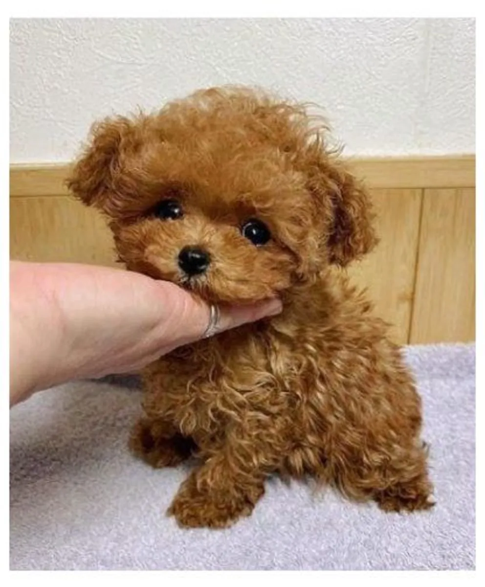 Preciosos Cachorros caniche ¡Adopción