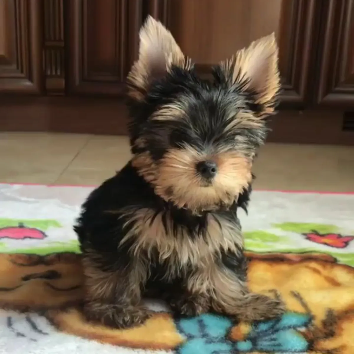 Yorkshire Terrier yavruları
