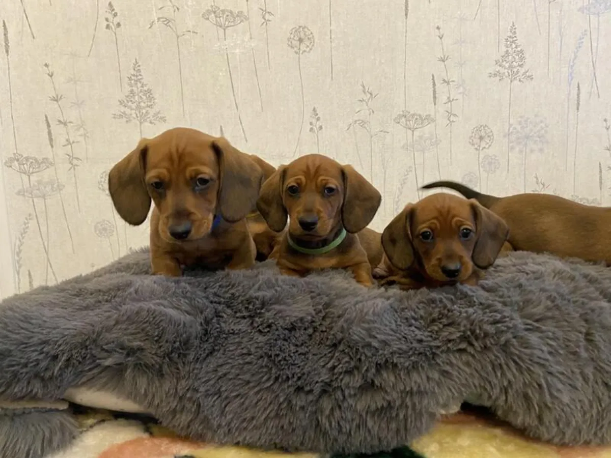 Cachorros de perro salchicha miniatura. 