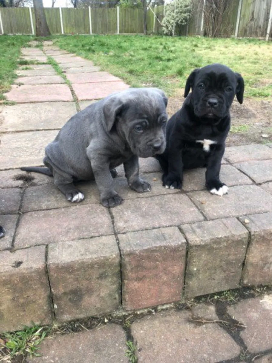 Cane corso macho y hembra registrados.