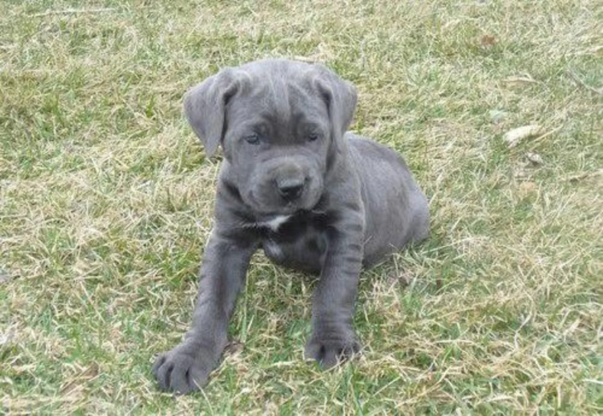 Cane corso macho y hembra registrados.