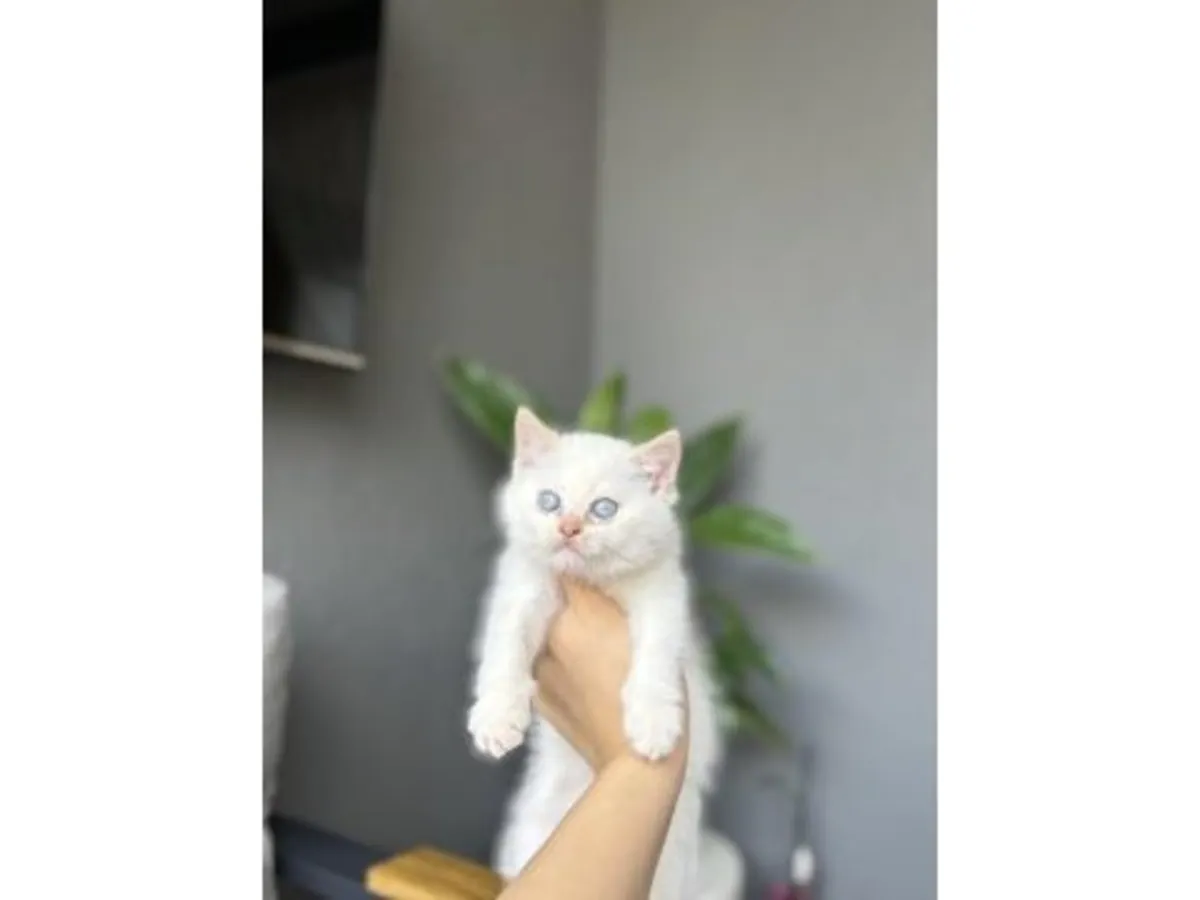 Gato británico de pelo corto apacible que busca un hogar tranquilo