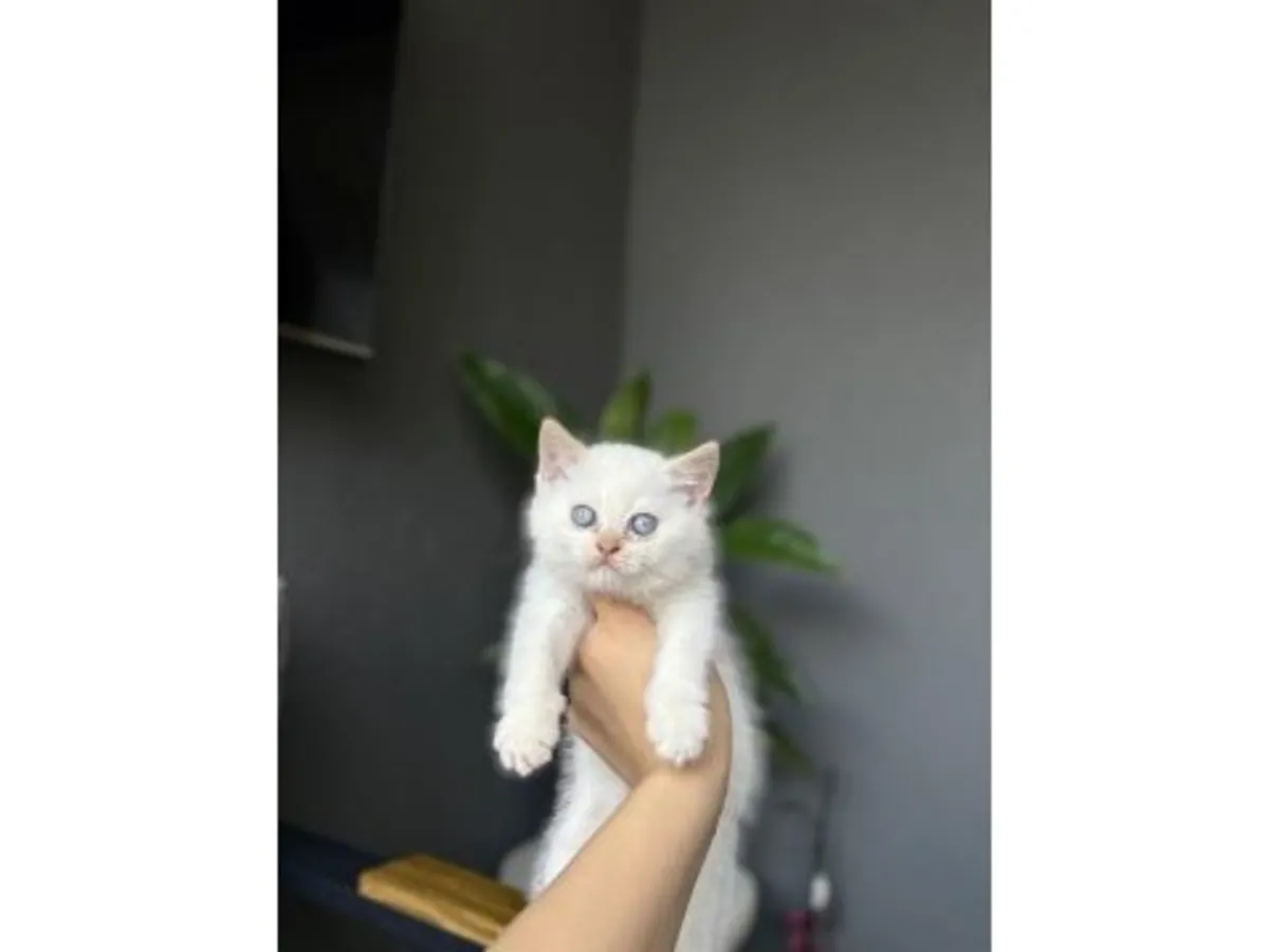 Gato británico de pelo corto apacible que busca un hogar tranquilo