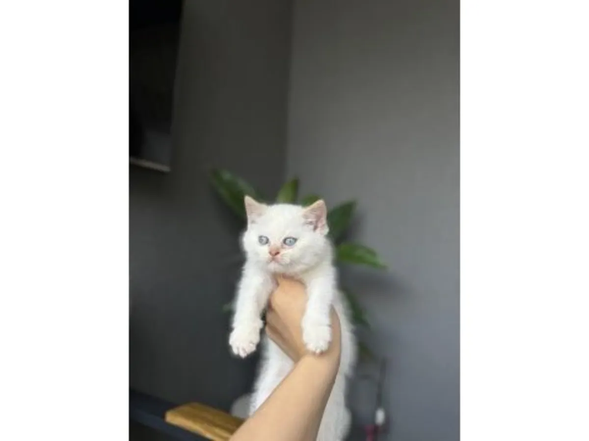 Gato británico de pelo corto apacible que busca un hogar tranquilo