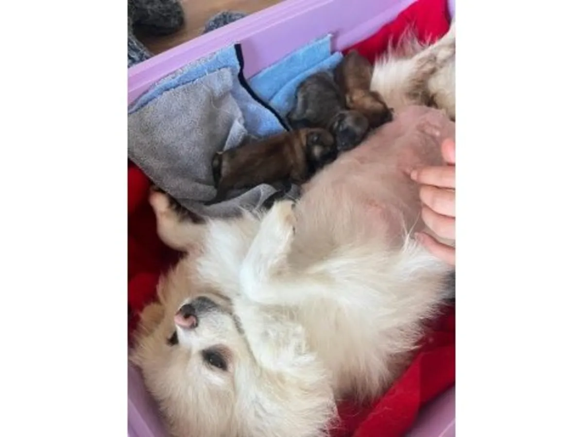 Cachorro de Pomerania blanco juguetón que busca una familia amorosa