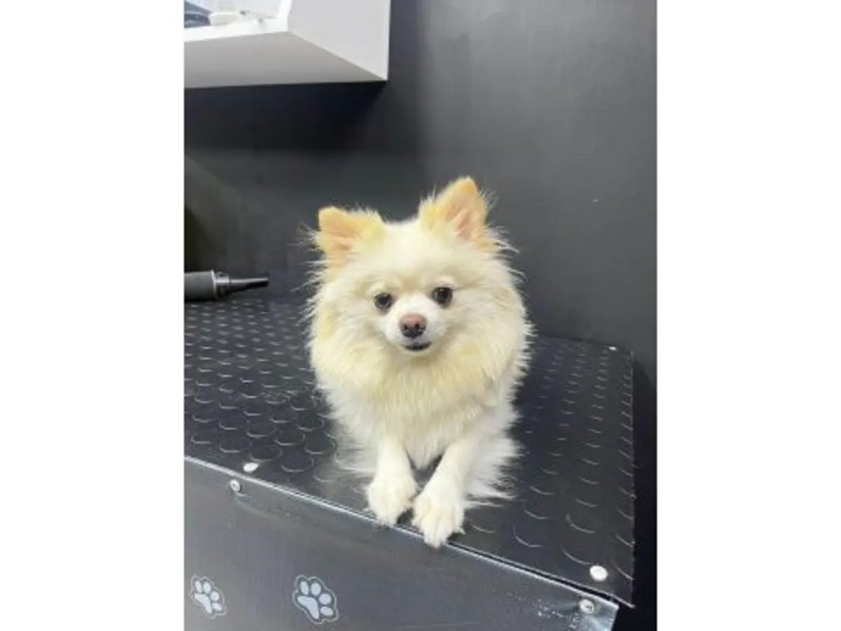 Cachorro de Pomerania blanco juguetón que busca una familia amorosa