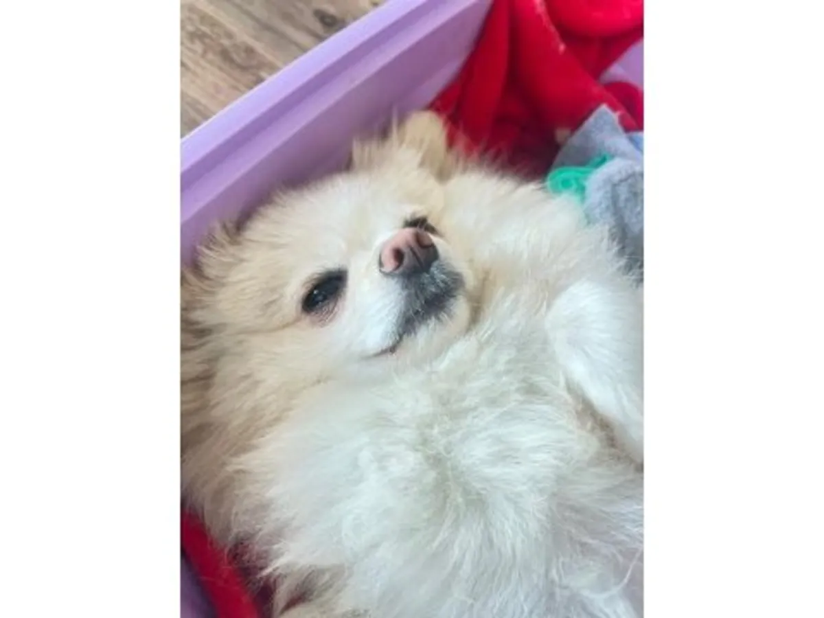 Cachorro de Pomerania blanco juguetón que busca una familia amorosa