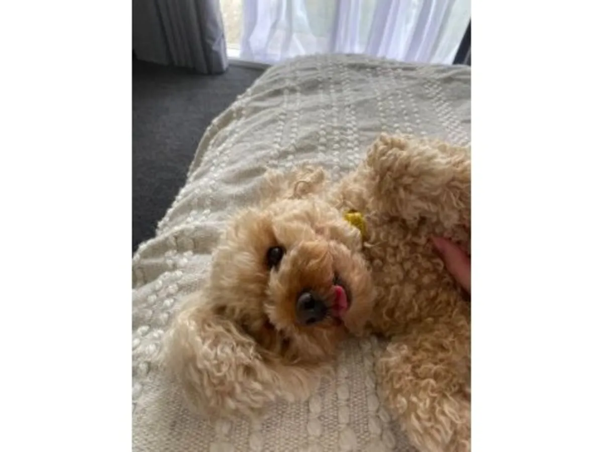 Affectionate brown Poodle seeking a stable new home