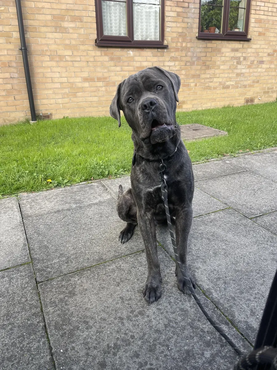 Calm but protective Cane Corso looking for an experienced home
