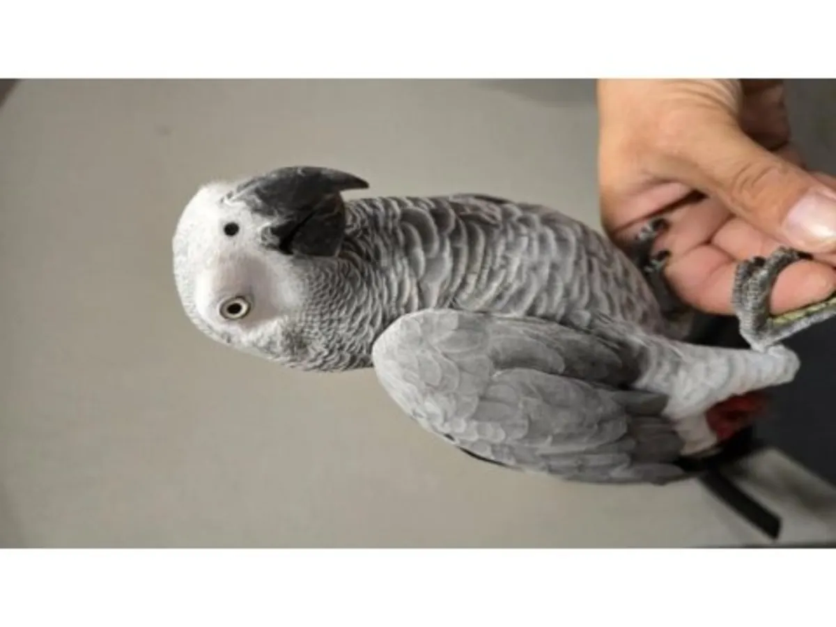 African Grey Parrot that enjoys human interaction looking for a caring home