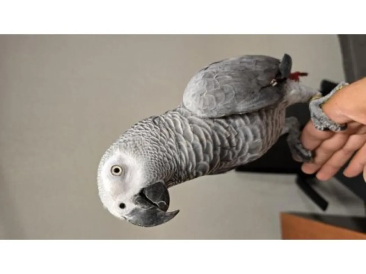 African Grey Parrot that enjoys human interaction looking for a caring home