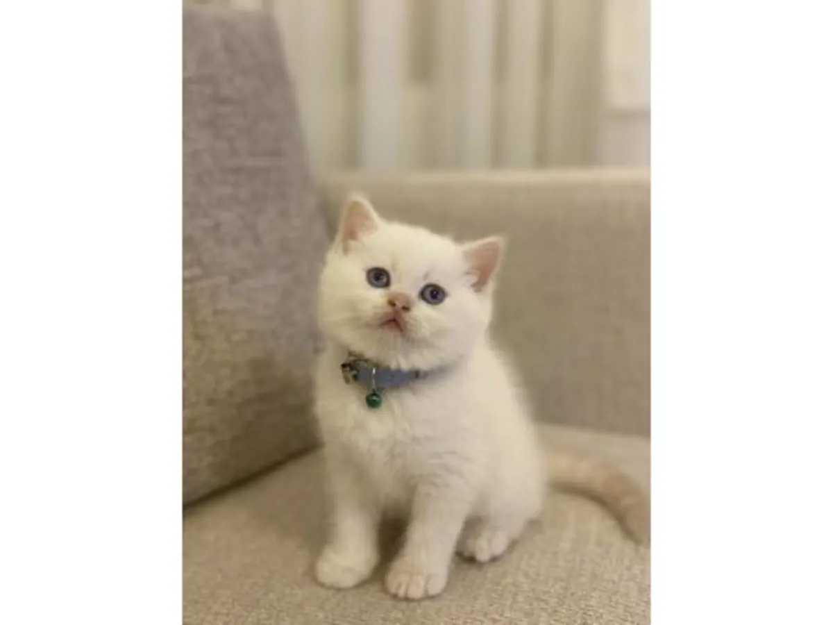 Спокойная британская короткошерстная кошка ищет мирный дом.