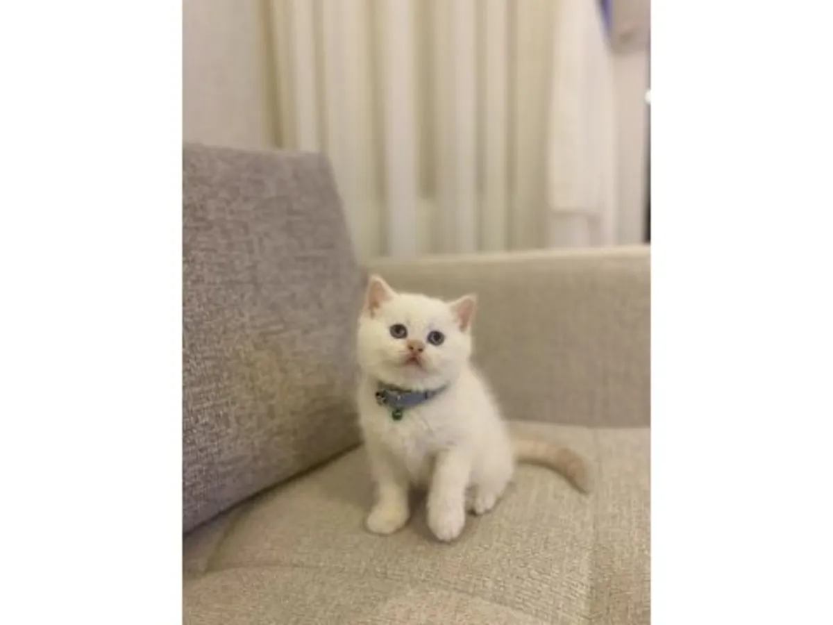 Спокойная британская короткошерстная кошка ищет мирный дом.