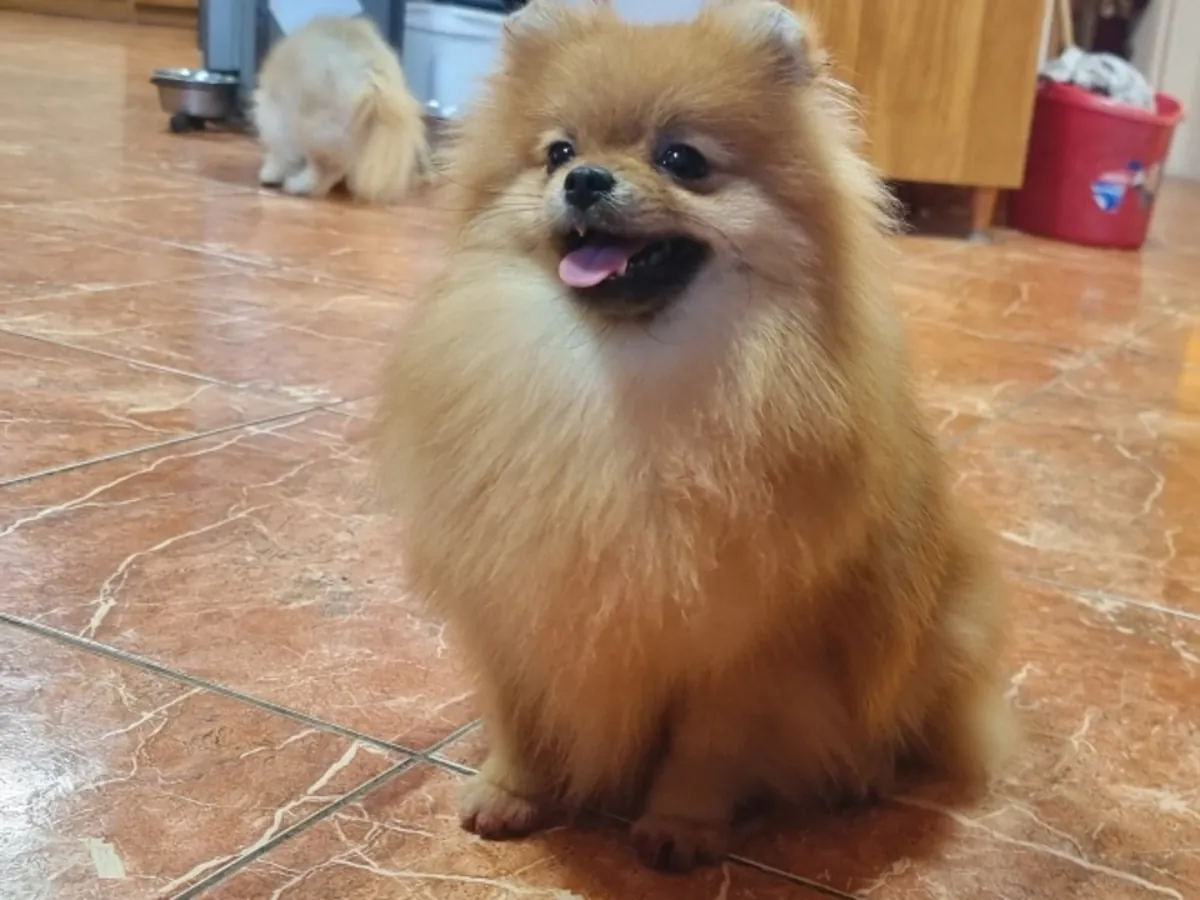 Pomerania naranja amigable que busca una familia amorosa