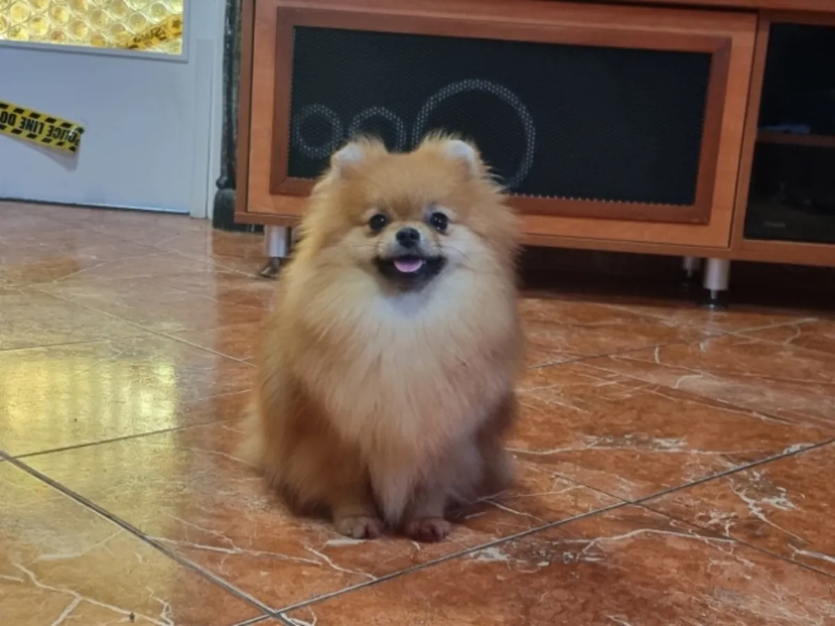 Pomerania naranja amigable que busca una familia amorosa