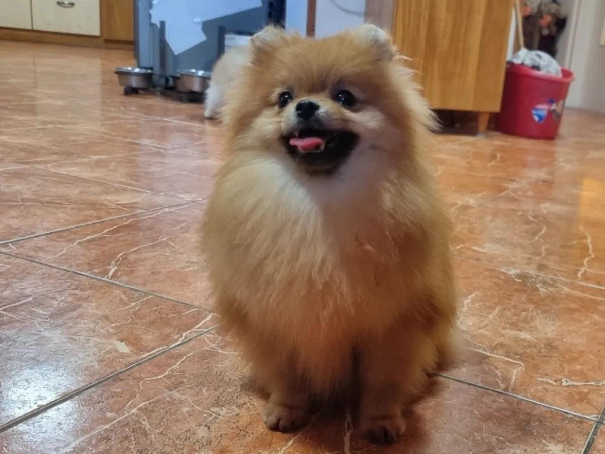 Pomerania naranja amigable que busca una familia amorosa