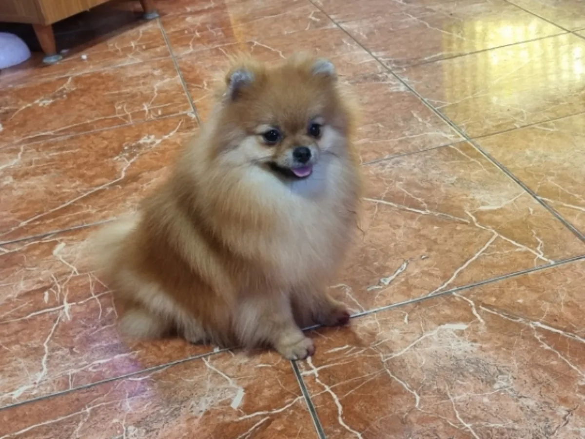 Pomerania naranja amigable que busca una familia amorosa