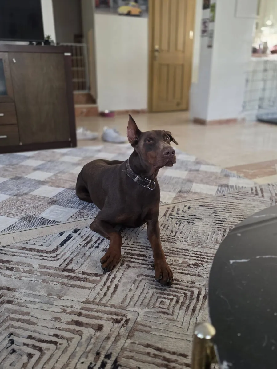 Loyal Doberman looking for an experienced and active owner