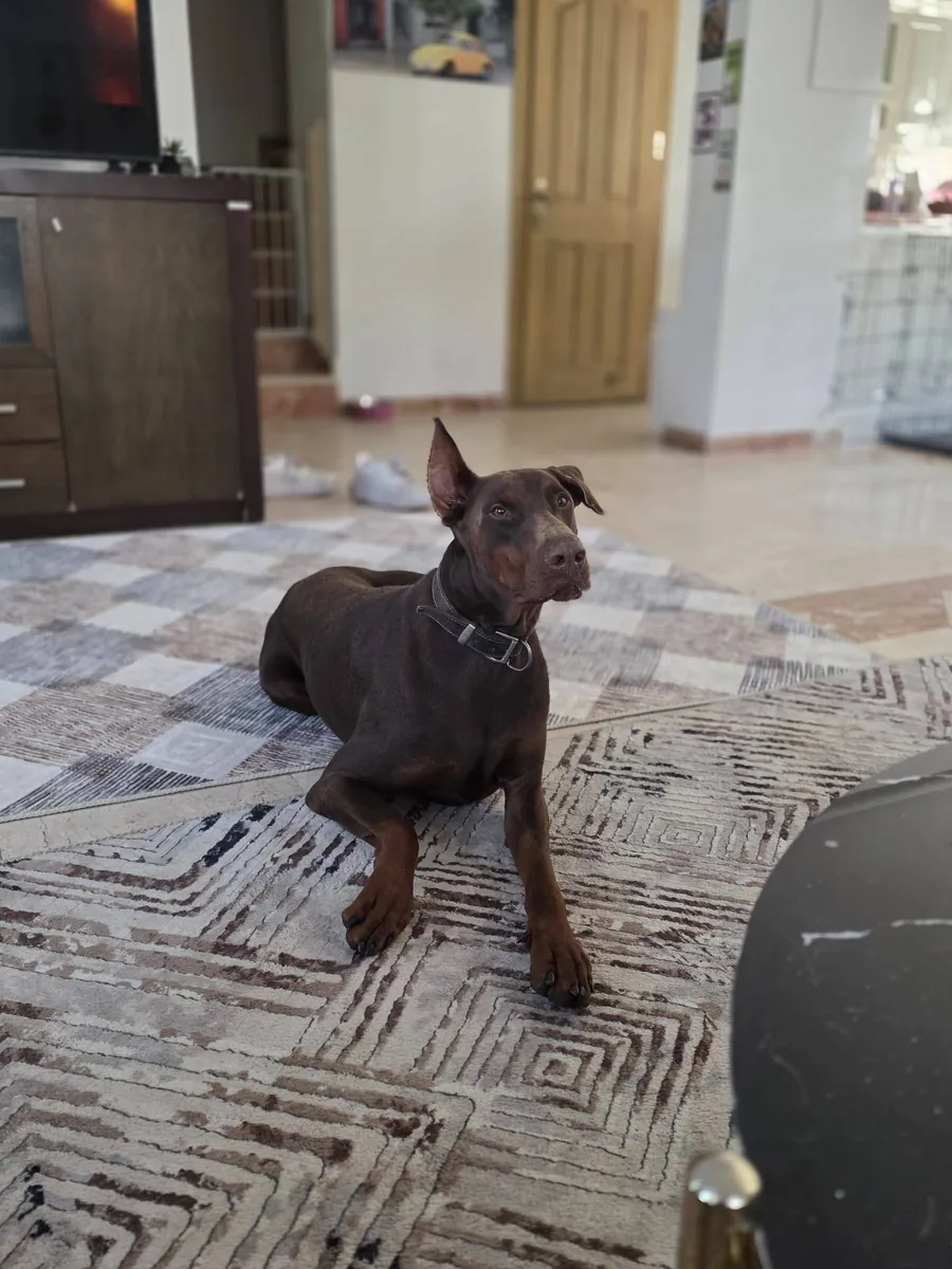 Loyal Doberman looking for an experienced and active owner