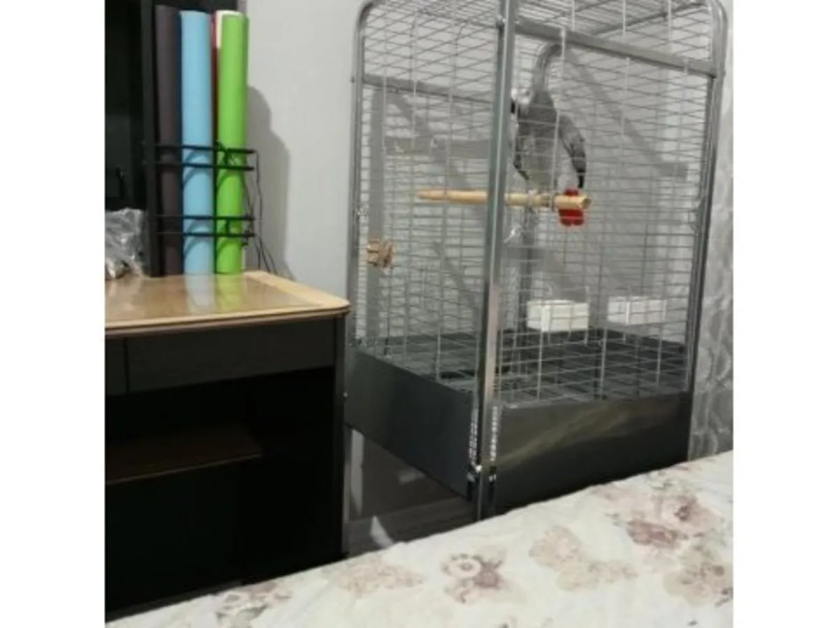 非常友善的非洲灰鹦鹉正在寻找新家