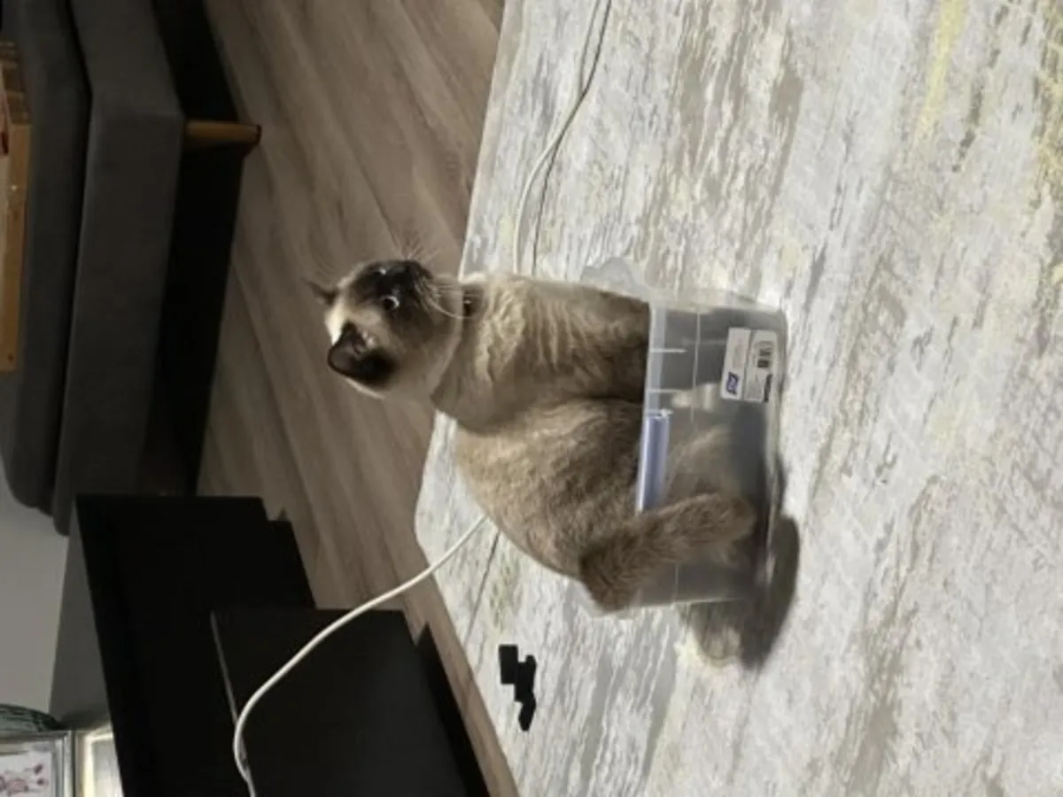 Calm British Shorthair cat seeks quiet home