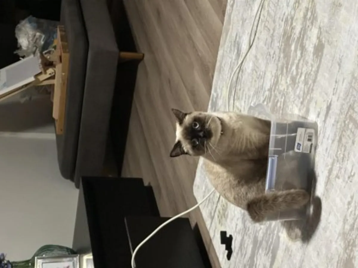 Calm British Shorthair cat seeks quiet home