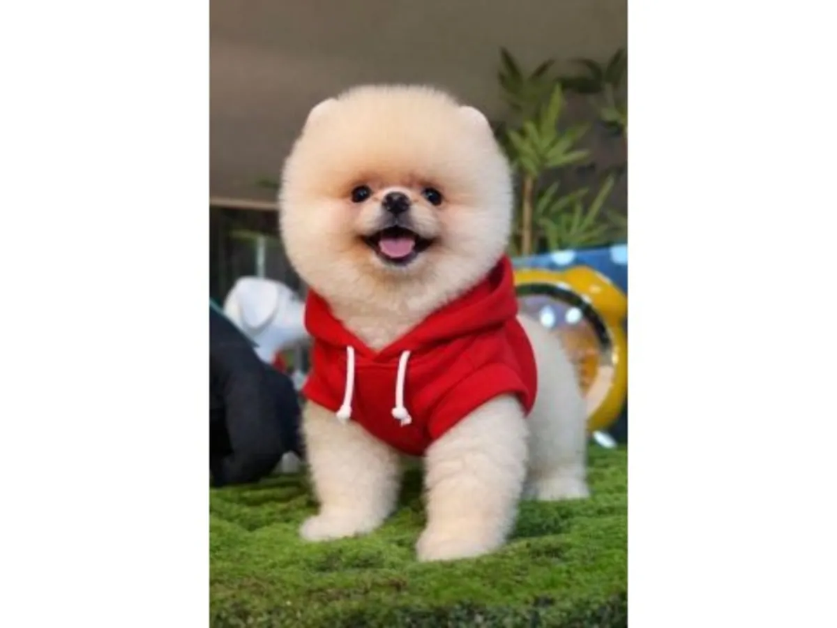 非常亲人的白色博美幼犬正在寻找新家