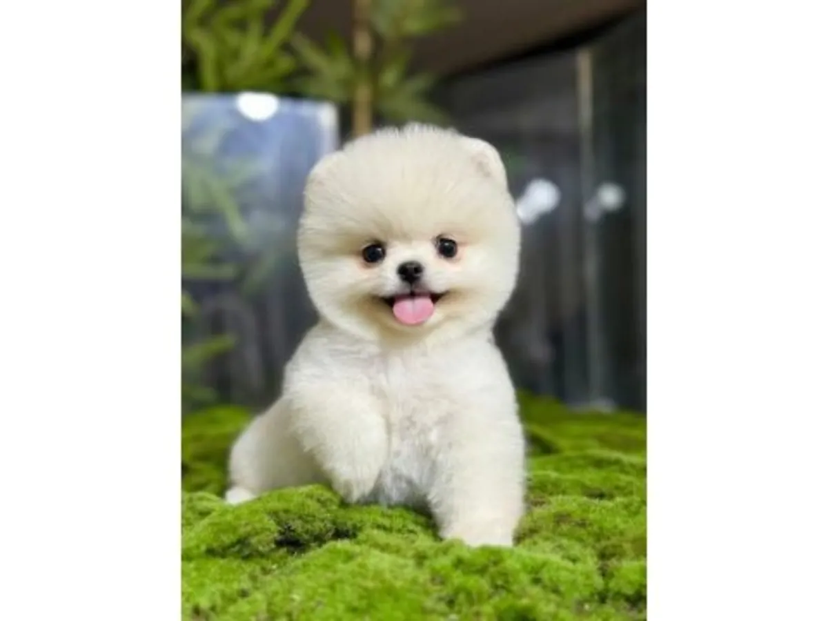 非常亲人的白色博美幼犬正在寻找新家