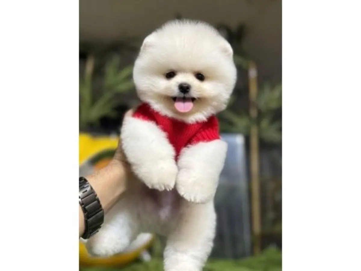 非常亲人的白色博美幼犬正在寻找新家