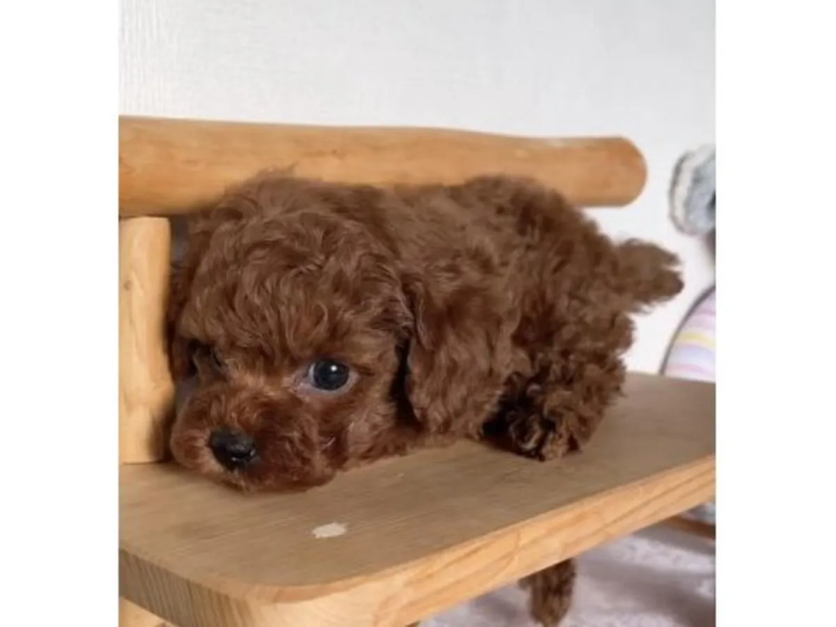 Умный коричневый пудель, выращенный в семейной обстановке.