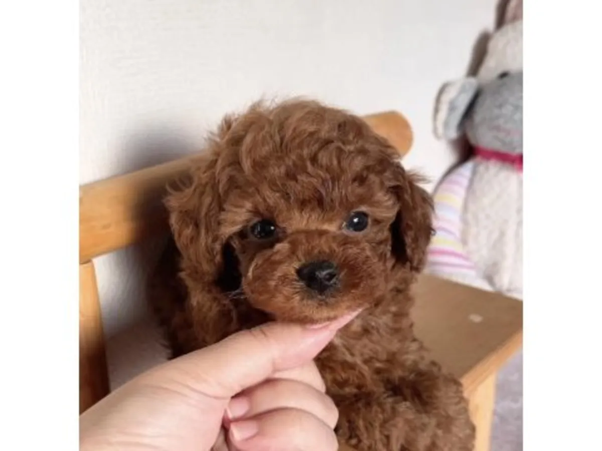 Умный коричневый пудель, выращенный в семейной обстановке.