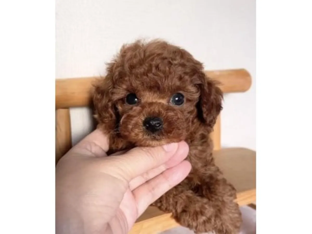 Умный коричневый пудель, выращенный в семейной обстановке.