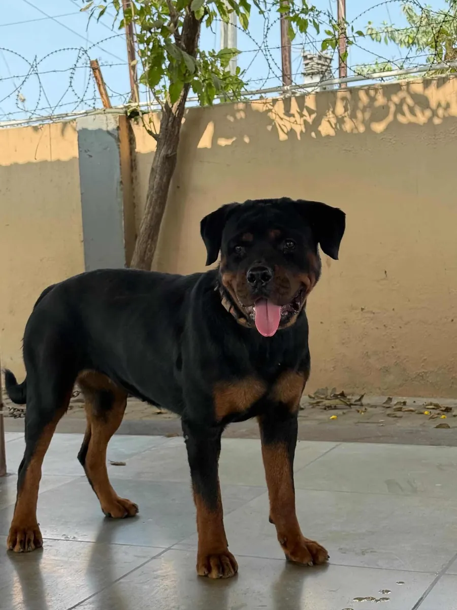 Rottweiler leal busca familia con experiencia