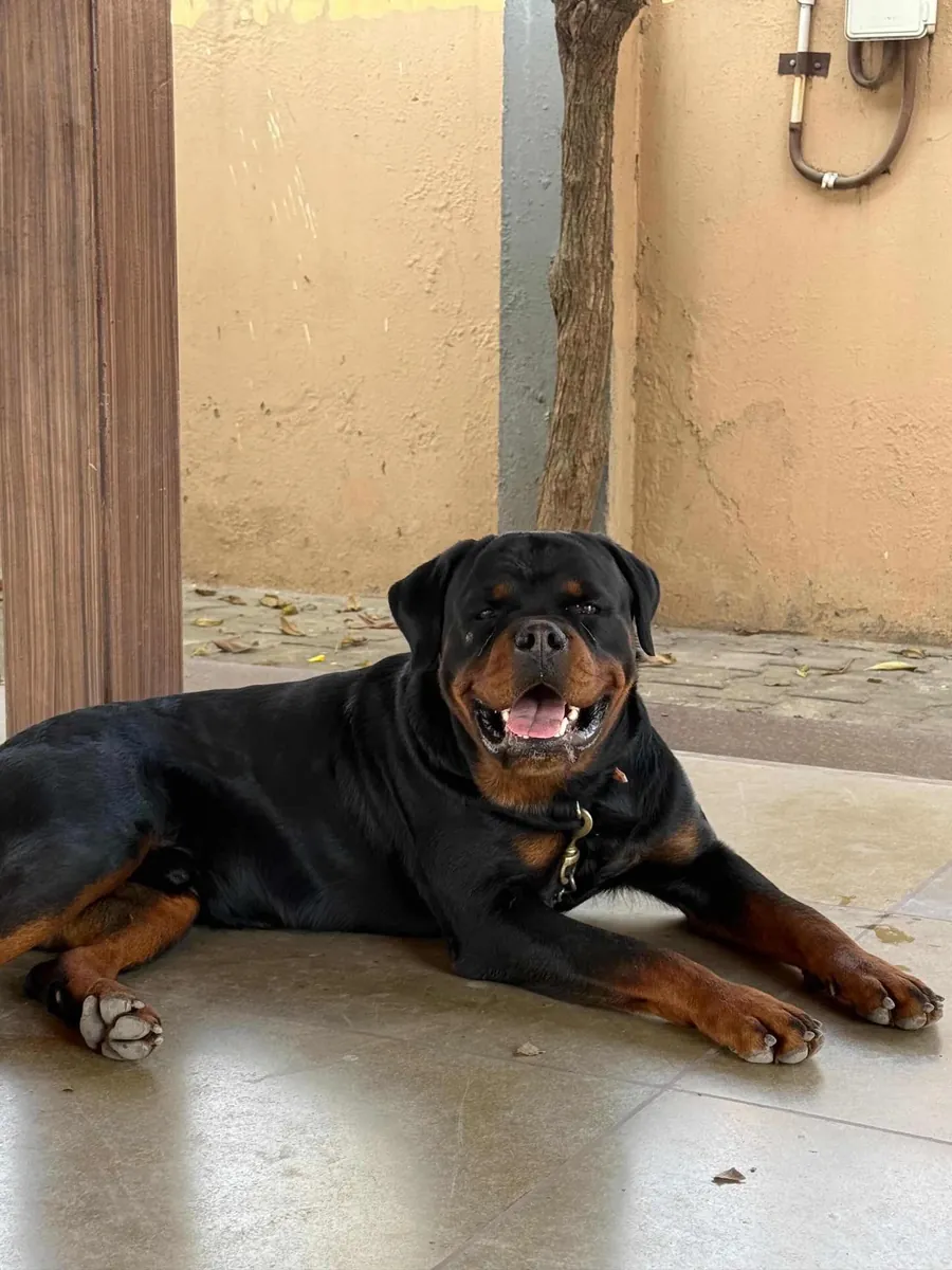 Rottweiler leal busca familia con experiencia