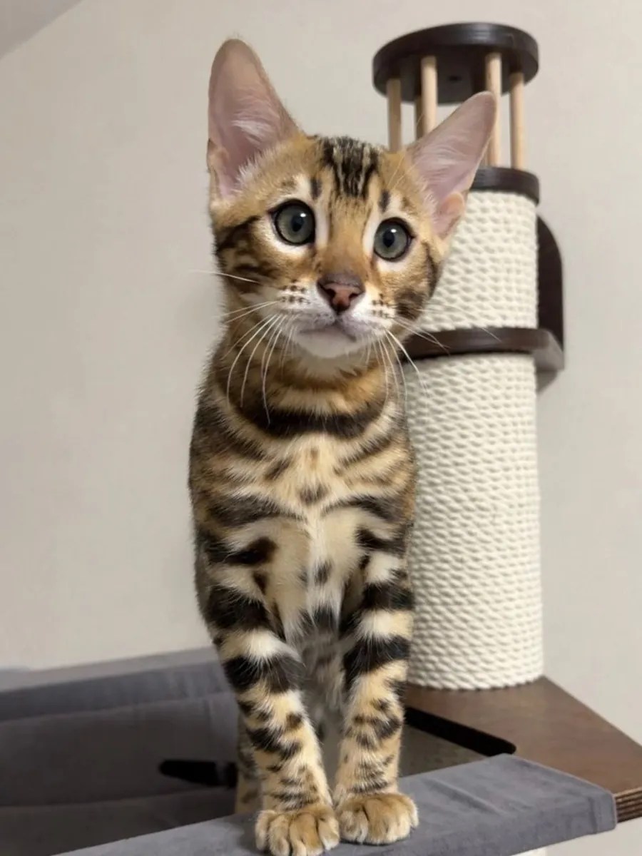 Adopción de gatitos bengalíes cerca de ti