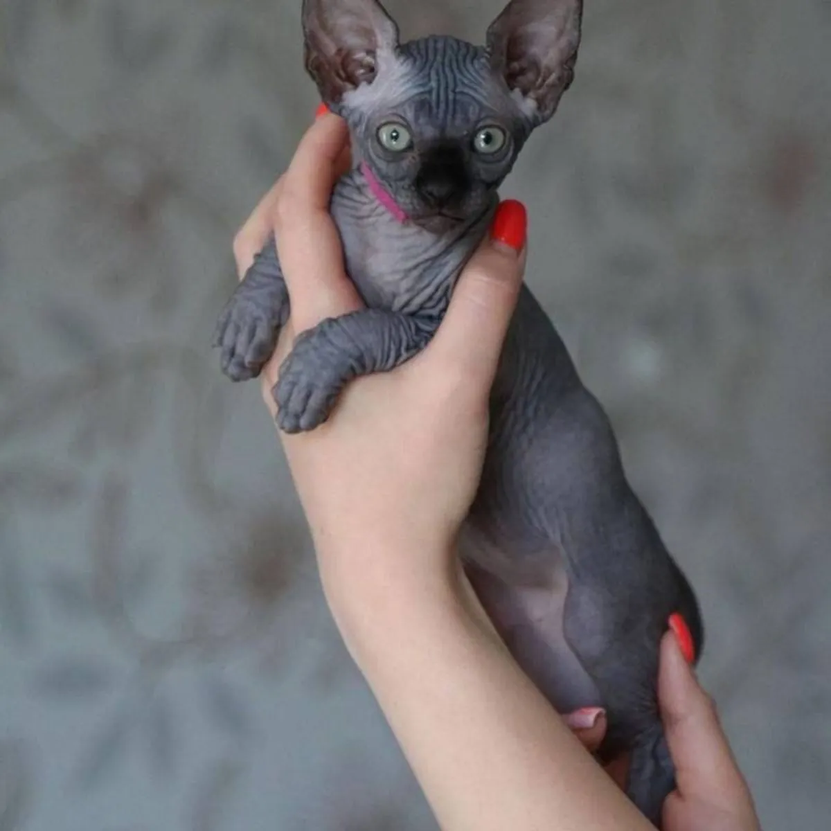 出售斯芬克斯猫幼崽
